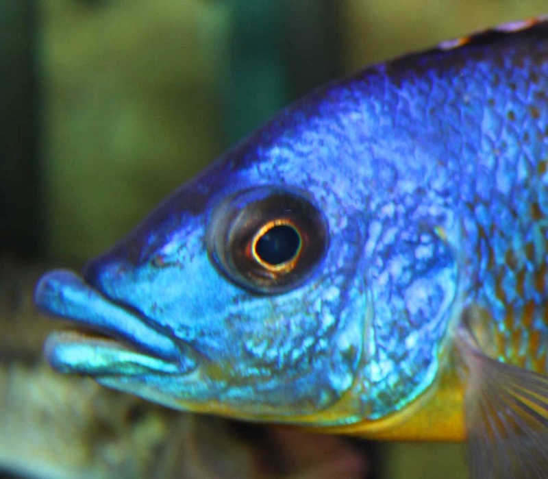 Protomelas sp. 'hertae'